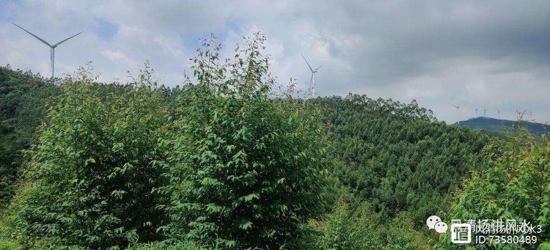 dafabet-黑龙江火山主场遗憾失利，积分略有下滑